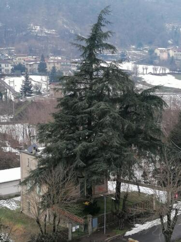 Il Cedro del Libano della "scuola" visto dal Campanile